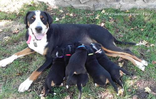 生後3週間における母犬の養育行動が子犬の性格形成に影響を及ぼすことが分かった