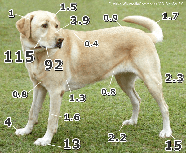 犬の体表面におけるメルケル細胞の分布