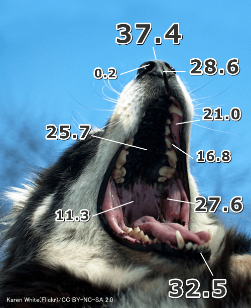 犬の口内におけるメルケル細胞の分布