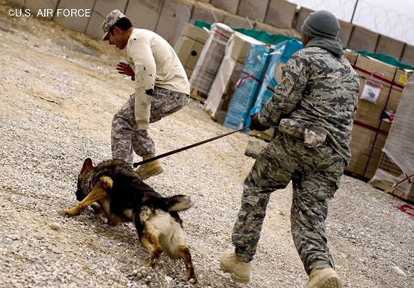 訓練中の軍用犬は常に熱中症に陥る危険に晒されている