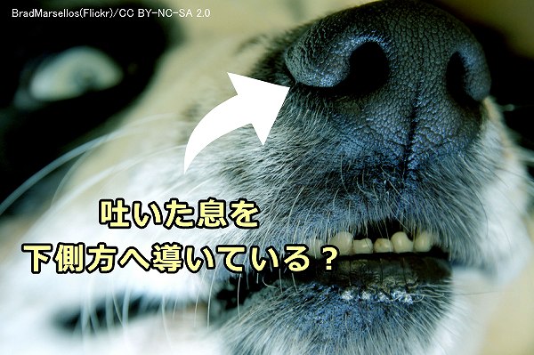 犬の鼻の横にある切れ目は空気を下側方に導いている