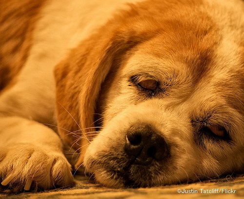 年老いた犬には食事による認知症防止作が効果的