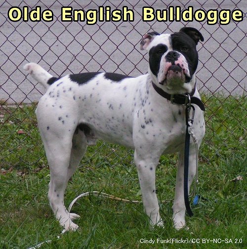 ブルドッグとのアウトクロスに用いられている「Olde English Bulldogge」（コンチネンタルブルドッグ）