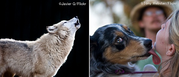 犬とオオカミとの間に見られる気質の違いは、オキシトシンレセプターの違いで説明できるかもしれない
