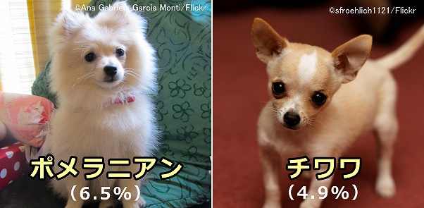 膝蓋骨脱臼のリスク犬種～ポメラニアンとチワワ