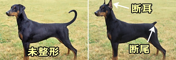 未整形の犬と断尾・断耳を施された犬の比較写真