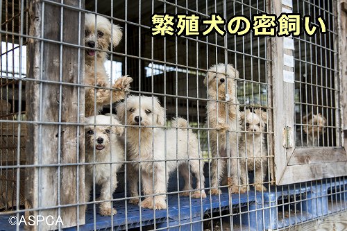 繁殖犬の密飼いがジアルジア感染の温床か？