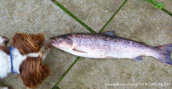 アメリカ西海岸では生の鮭を食べた犬が死亡するという事例が起こる