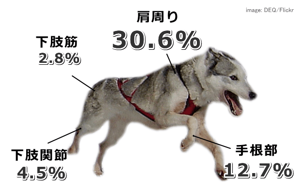 そり犬に多い整形外科的な怪我の部位別発生頻度