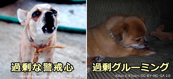 犬の過剰な警戒心やグルーミングはストレスの指標と考えられる