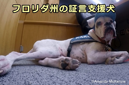 フロリダ州の証言支援犬「カール」