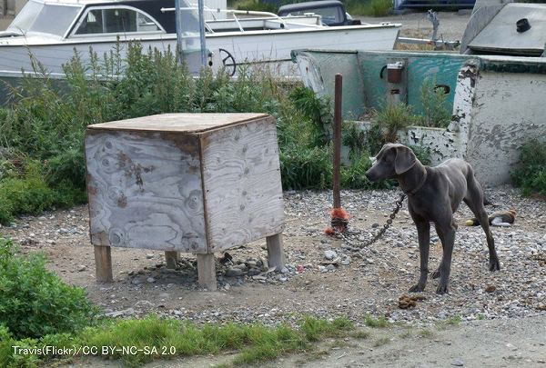 犬を繋ぎっぱなしにする飼育スタイルは著しく福祉を損なっている