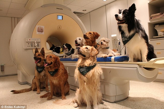 犬の脳をモニタリングするためには、数十秒間MRIの中で静止する必要がある