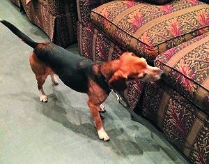 犬の嗅覚は、トコジラミの成虫、幼虫、卵、糞便を検知できるといわれている