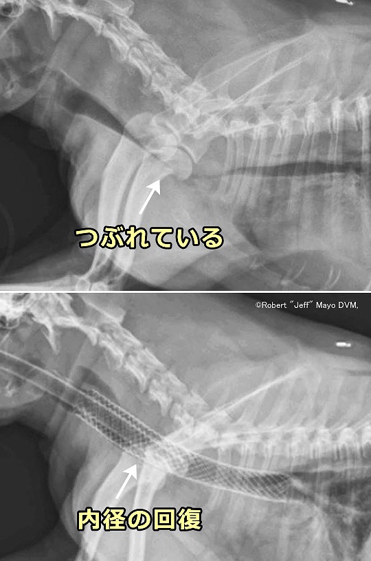 犬の気管虚脱に関する最新情報 獣医学専門雑誌 Journal Of Small Animal Practice の16年1月号より 子犬のへや