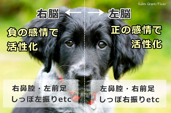 犬の感情価モデル～右脳は負の感情で活性化し、左脳は正の感情で活性化する