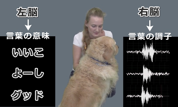 犬も人間と同様に「言語」と「非言語」両方の情報を理解できる