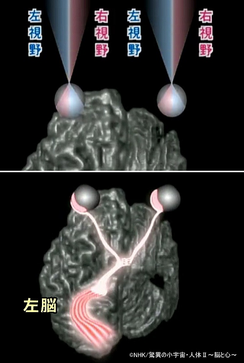 右の視野と言った時は、右目の右視野と左目の右視野から入力された情報の総和を指す