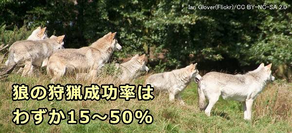 狼の狩猟成功率はわずか15～50%しかない