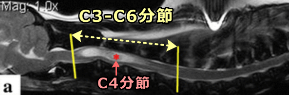 ファントム・スクラッチを見せる脊髄空洞症の患犬では頚髄C3-C6に病変が見られる