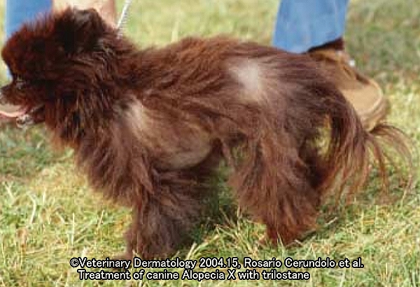 犬の脱毛症Xでは、脱毛が全身ではなく局所的に生じる