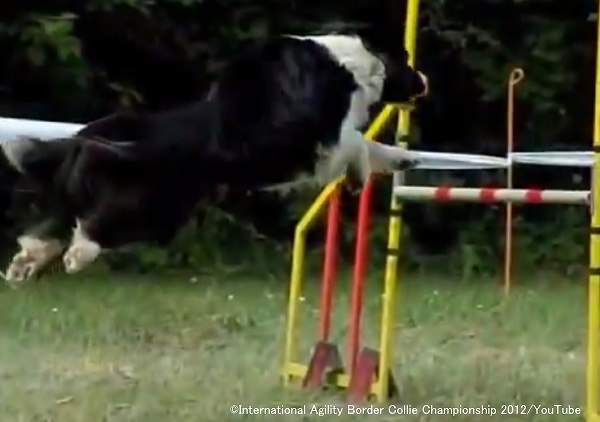 犬のアジリティ競技会で用いられるジャンプバー