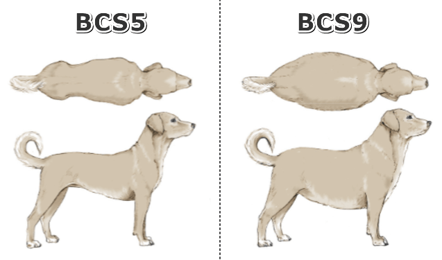 人間が介入しないとメス犬の体型は標準と肥満に自然分岐していく