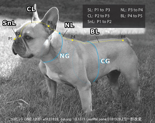 短頭種気道症候群（BOAS）の指標となる犬の身体計測部位