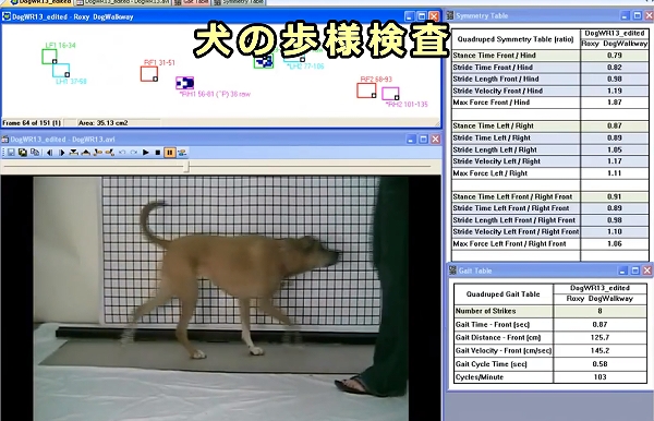 Tekscanを用いた犬の歩様検査の様子