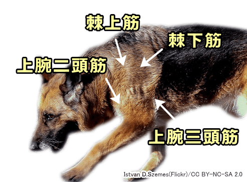 アジリティ中に受傷しやすい犬の上肢筋肉群