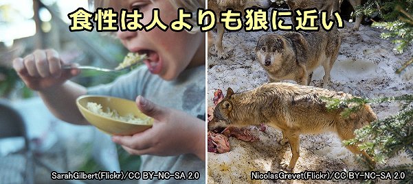 犬の食性は雑食の人間よりも完全肉食の狼に近い