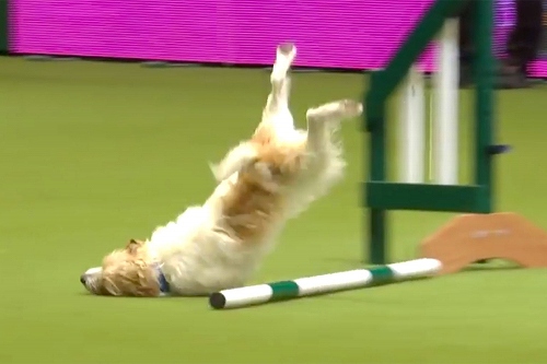 アジリティ競技のジャンプで着地に失敗した犬