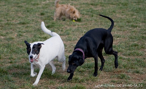 ドッグランを訪れる頻度が高い犬ほど便がゆるくなる