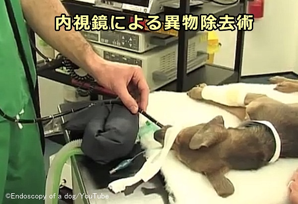 犬が異物を飲み込んだ 誤飲誤食した らどうする 原因 症状から応急処置法まで 子犬のへや