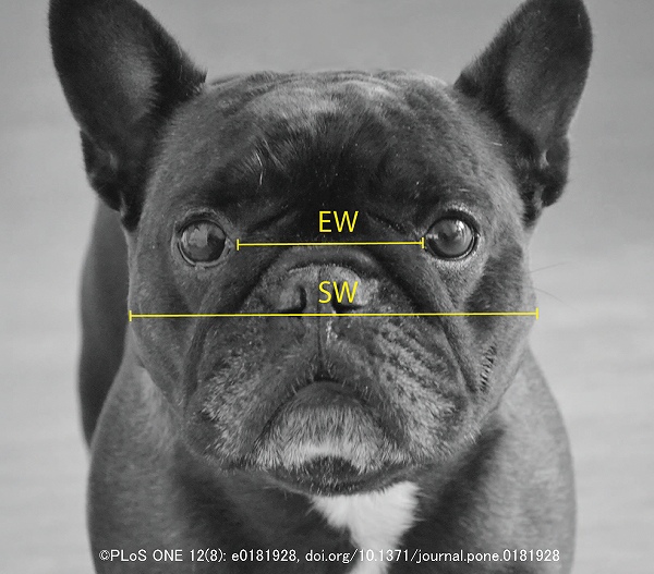 短頭種気道症候群（BOAS）の指標となる犬の顔面計測部位