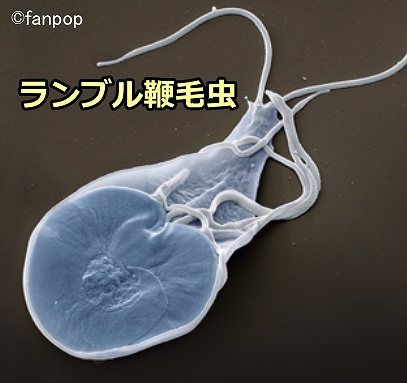 ランブル鞭毛虫（Giardia duodenalis）の電子顕微鏡写真