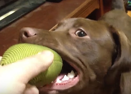 犬のうなり声～遊んでいる最中