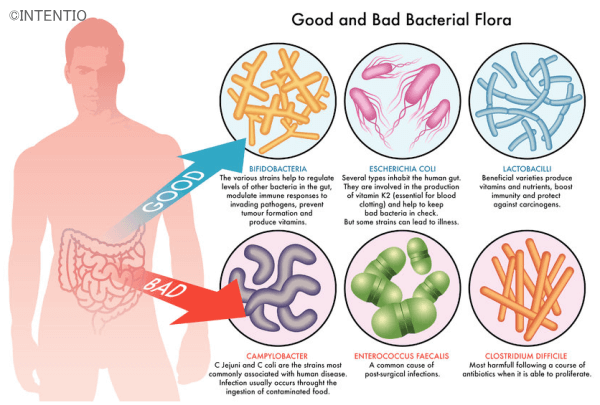 腸内細菌には善玉菌と悪玉菌がある