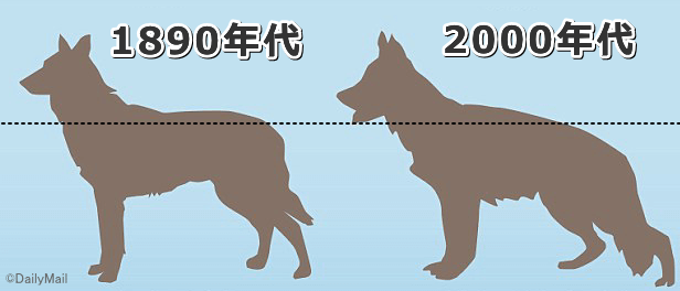 ジャーマンシェパードの腰の位置は過去100年間で劇的に低くなった