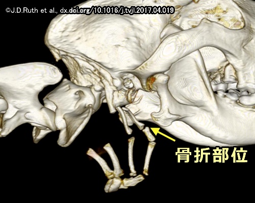 犬の舌骨骨折は臨床症状を示さないことが多い