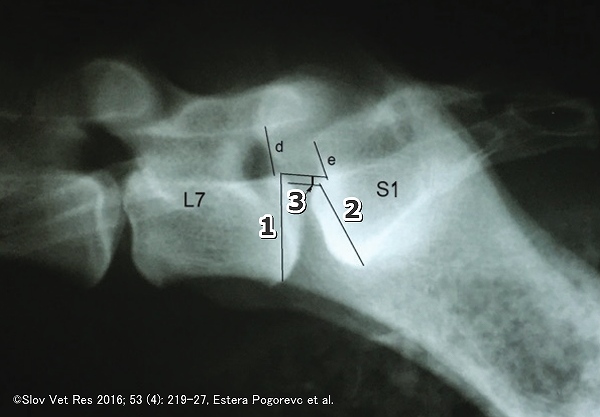 第七腰椎と第一仙椎の高さはマリノアよりシェパードの方が高い