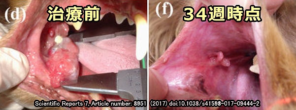 犬の悪性黒色腫（メラノーマ）は免疫チェックポイント阻害薬で最大で80%近く退縮