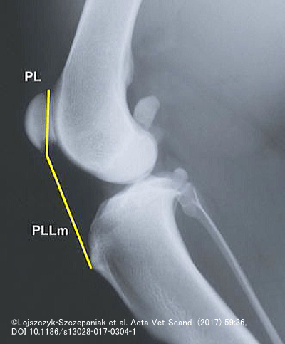 犬の膝蓋骨高位計測法～Mostafa法