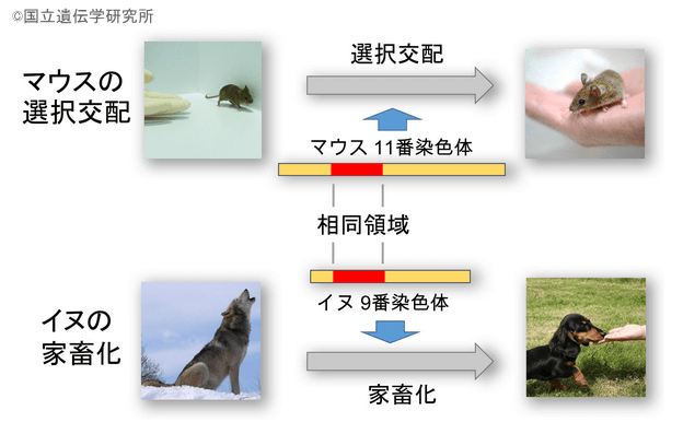 犬とマウスの従順性を作り出しているのは同じゲノム領域