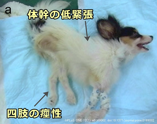 神経軸索ジストロフィーを発症した犬の体幹は低緊張となるが四肢は逆に痙性を示す