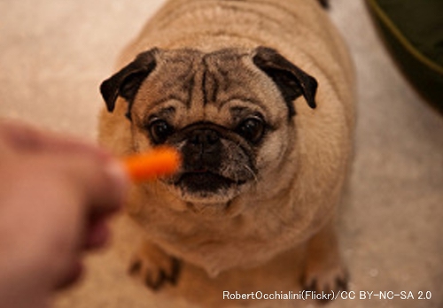 犬のダイエットでもっとも重要なのは飼い主のコミットメント