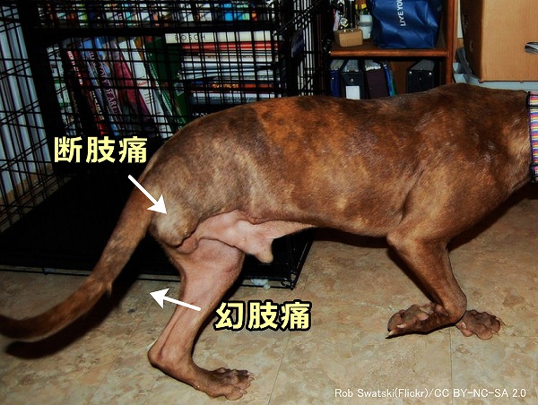 四肢を切断した後に感じる幻肢痛は犬にもある可能性が高い
