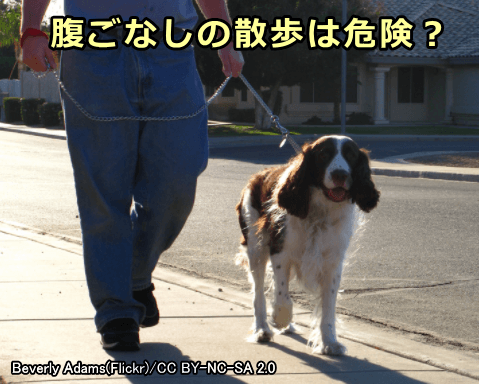 食後すぐの散歩は犬も人間も脳へのかん流量低下でぼーっとしている可能性あり