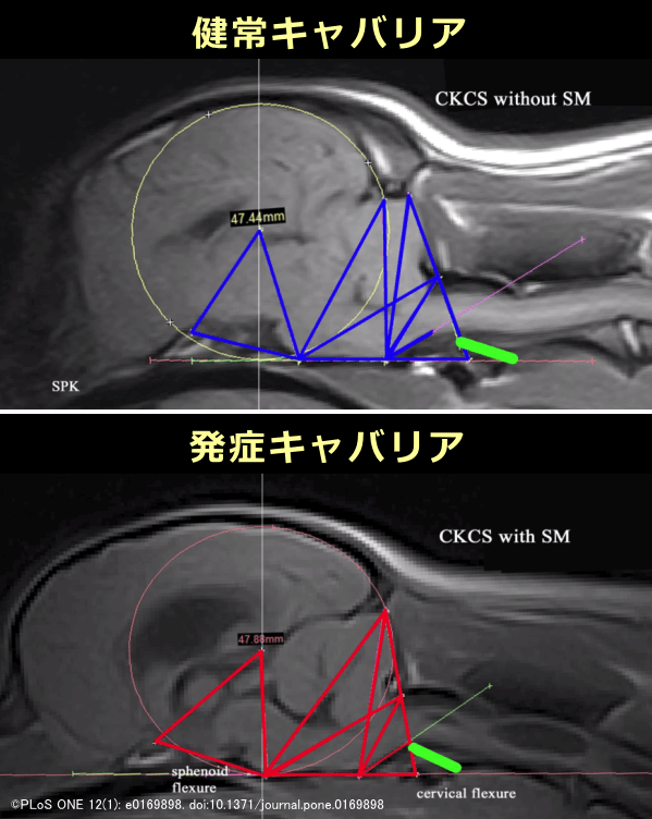 脊髄空洞症を発症したキャバリアキング・チャールズ・スパニエルと健常なキャバリアキング・チャールズ・スパニエルにおける脳のMRI比較画像