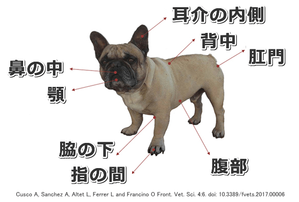 犬の皮膚細菌叢サンプル採取部位